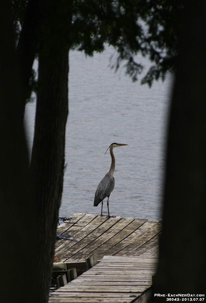36043CrLeSh - A week at the cottage - Great Blue Heron on our dock